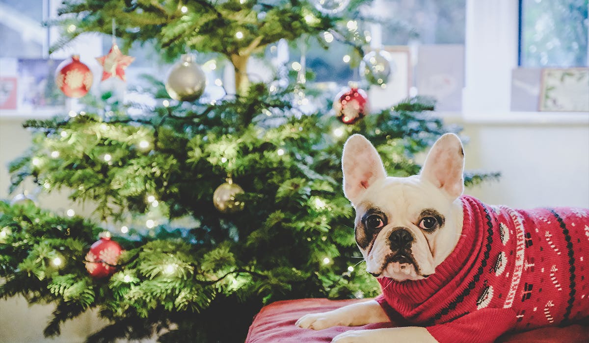 Best dog Christmas jumpers for the festive season
